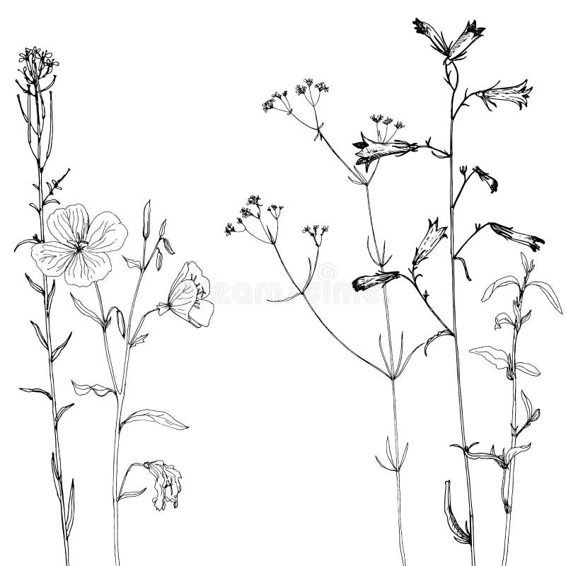 Background with ink drawing herbs and flowers