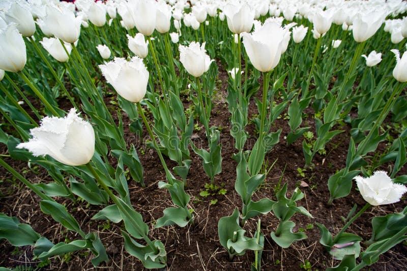 Background from a large number of white tulips in a flowerbed