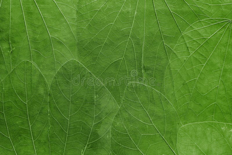 Background from leaves of bright green color