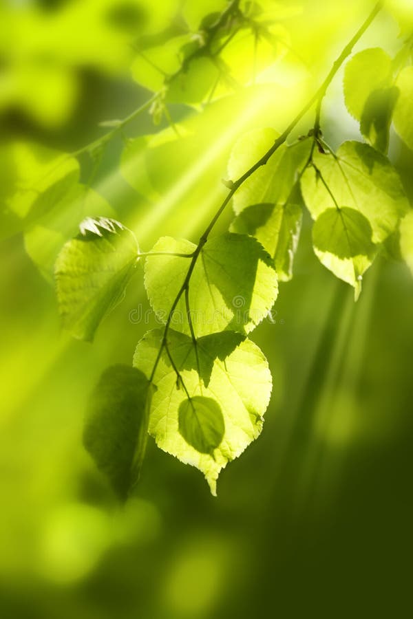 Background leaves green