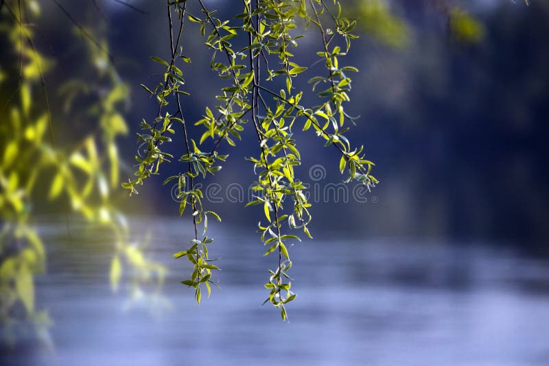 Background leaves green