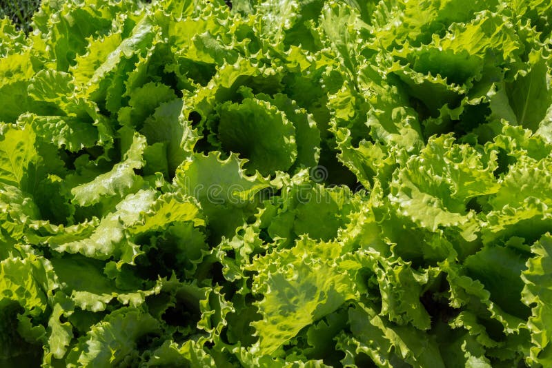 Background of Leaves of Growing Ripe Green Crisp-head Lettuce, Top View ...