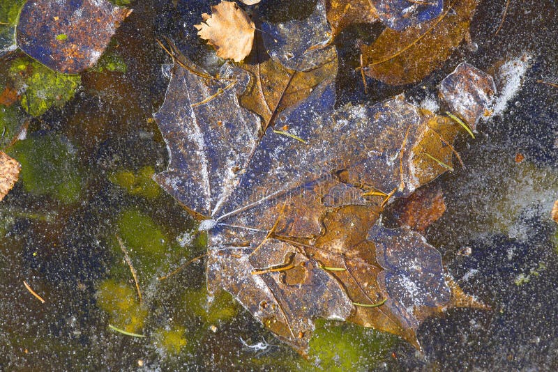 Background . Leaves under the ice .