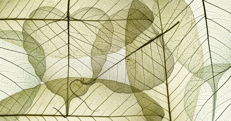 Leaves with veins and cells stock photography