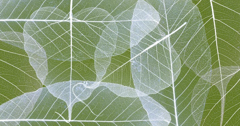 Leaves with veins and cells stock photos