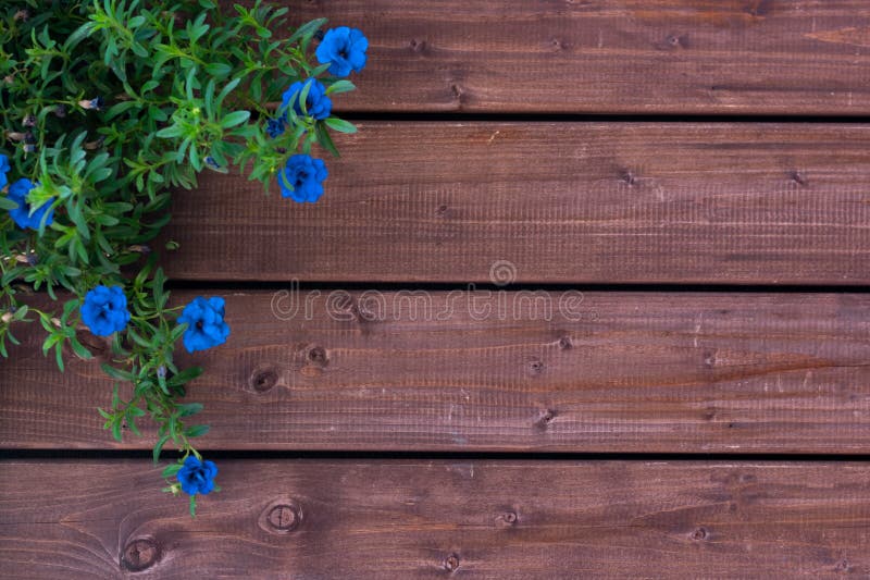 Tường gỗ cũ kết hợp với những bông hoa màu xanh nhẹ nhàng tạo nên một không gian sống động và gần gũi. Hãy ngắm nhìn hình ảnh này để cảm nhận được sự thân thiện và ấm cúng mà chúng mang lại.