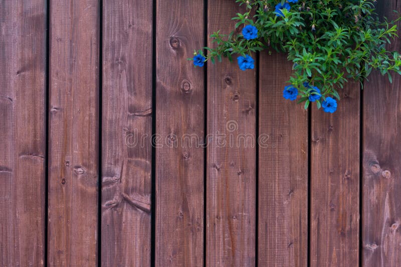 Lẽ ra là một bức tường gỗ cũ và như đã lụi tàn, nhưng khi được kết hợp với những bông hoa xanh tươi, nó lại trở thành một phong cảnh đầy màu sắc và nghệ thuật. Hãy xem hình ảnh này để thấy được sự kỳ diệu đó!