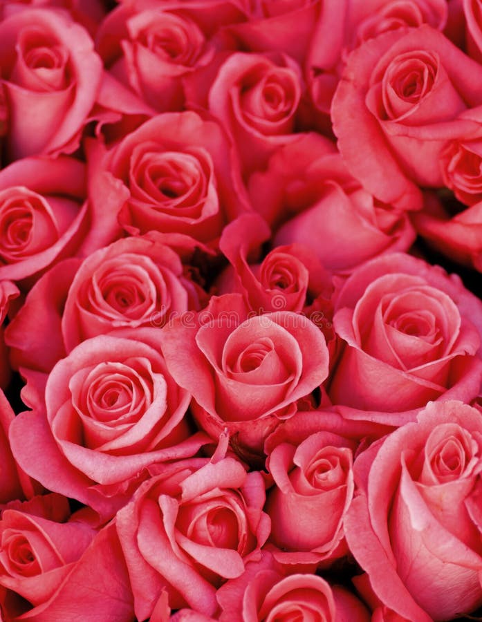 Background of Magenta Roses Stock Image Image of orange, colors