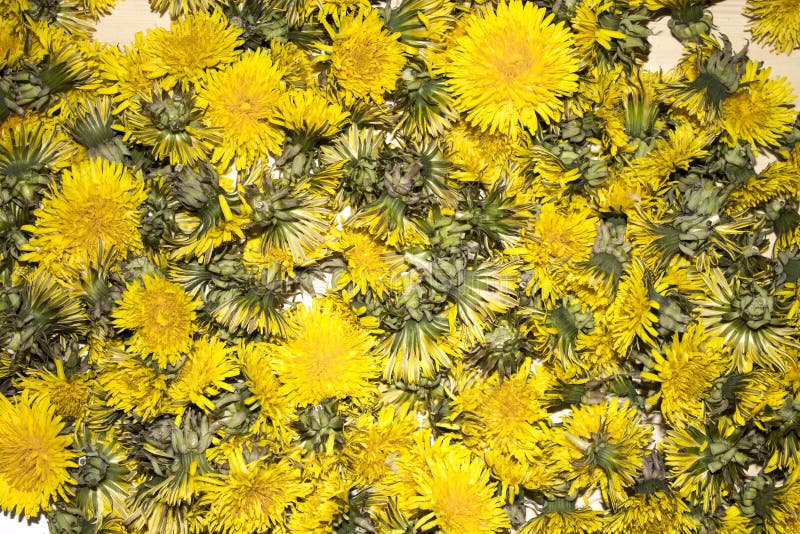 The background of the many buds of yellow dandelions royalty free stock photography