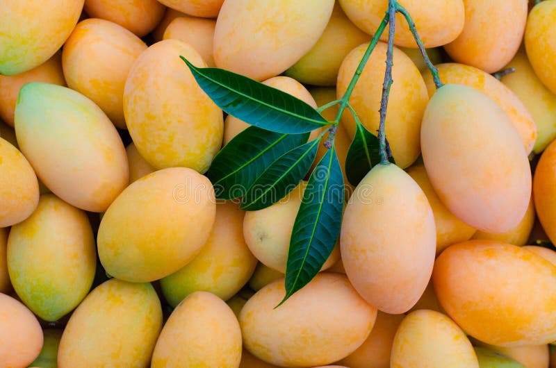Background of marian plum or Ma Yong Chid in Thai language which looks like plum but taste like mango