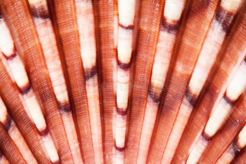 Background of middle of bivalvia seashell macro