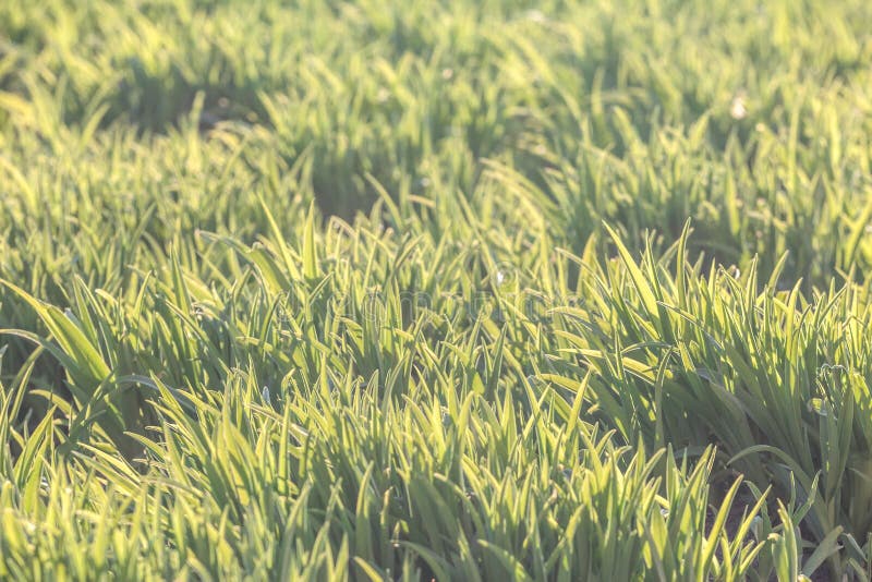 Background of natural bright green grass