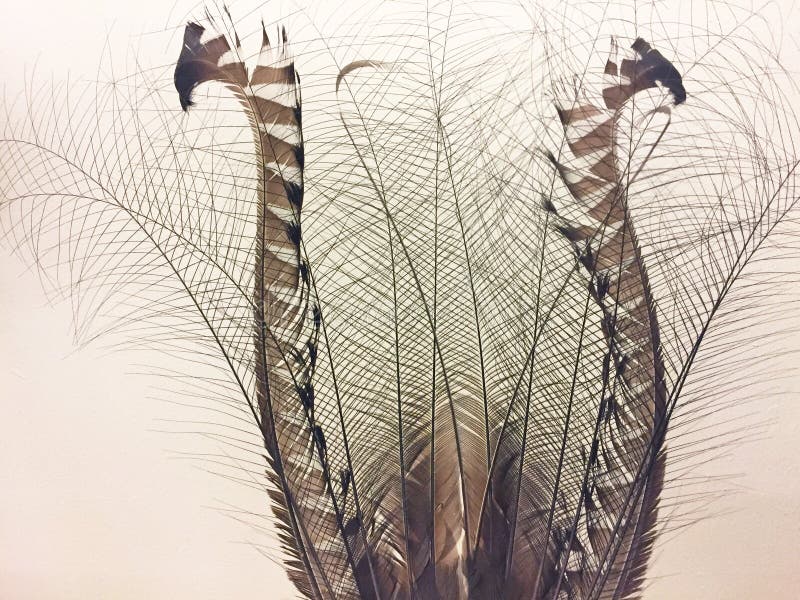 Background of delicate lyrebird feathers