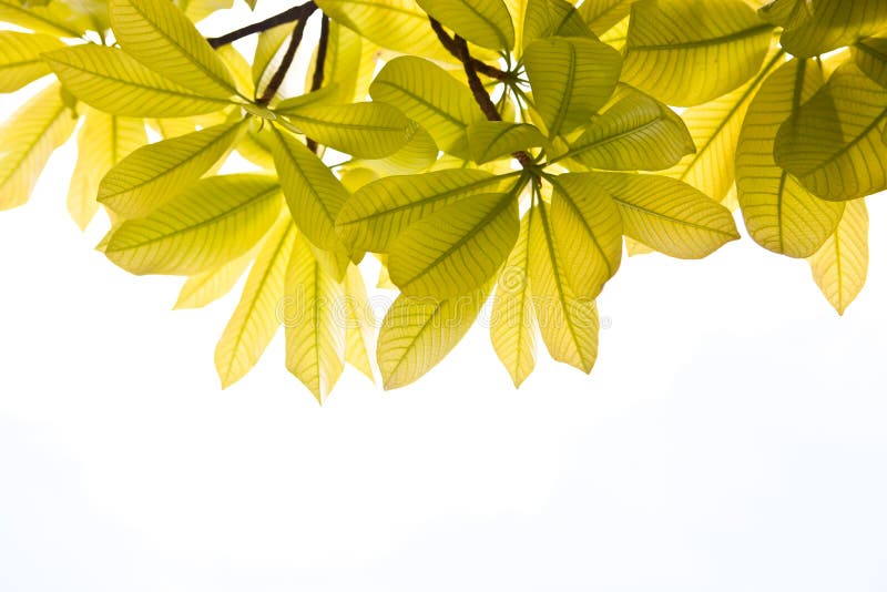 Background Nature green leaves