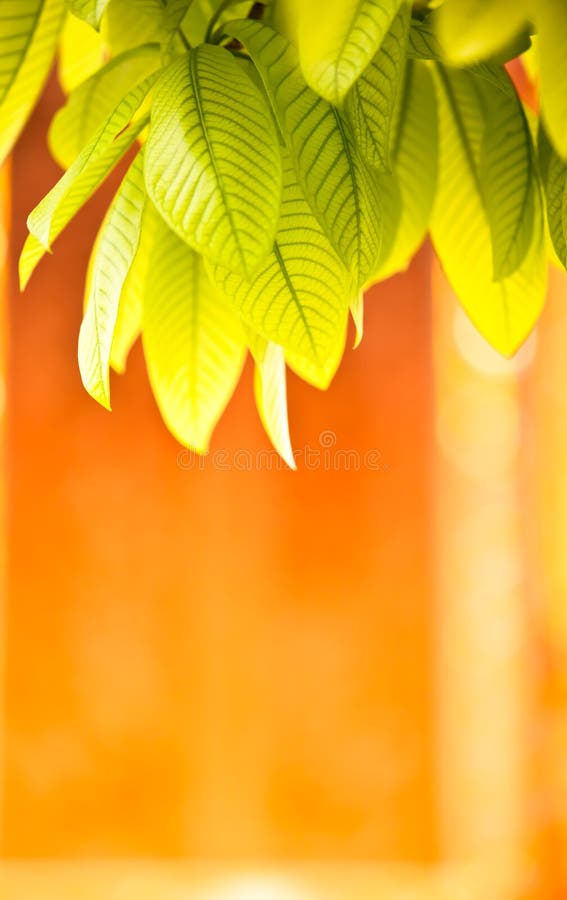 Background Nature green leaves