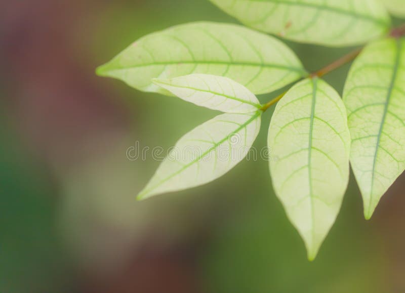 Background Nature green leaves
