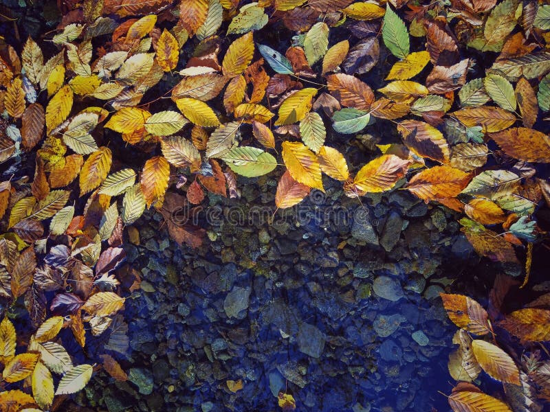Background nature. Hornbeam leaves in the river. stock image