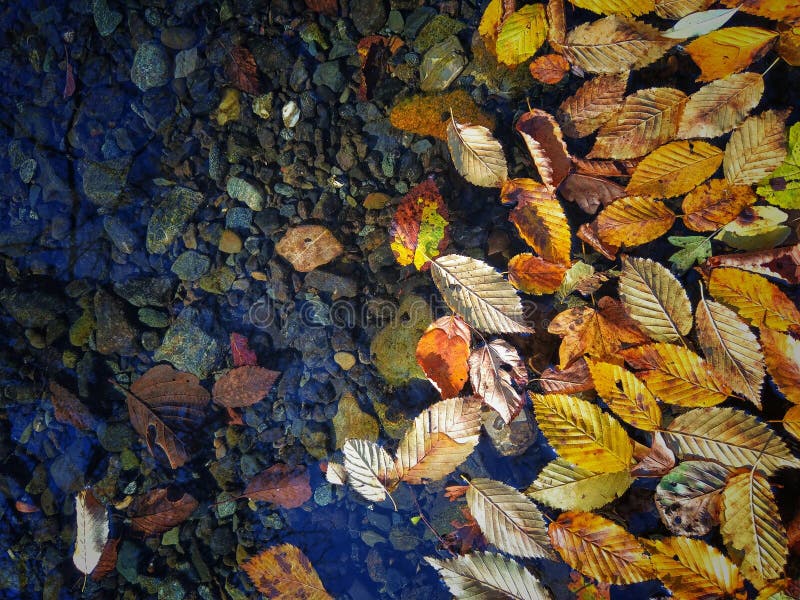 Background nature. Hornbeam leaves in the river. royalty free stock images