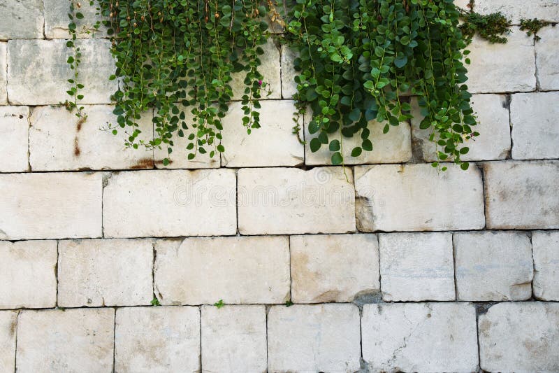 Background Old Wall. Bricks and Green Plants Stock Photo Image of