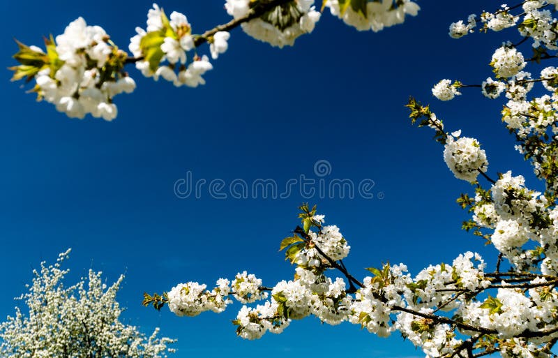 Background of orchard trees and blossoming white apple tree branches framing a blue sky with plenty of copy space