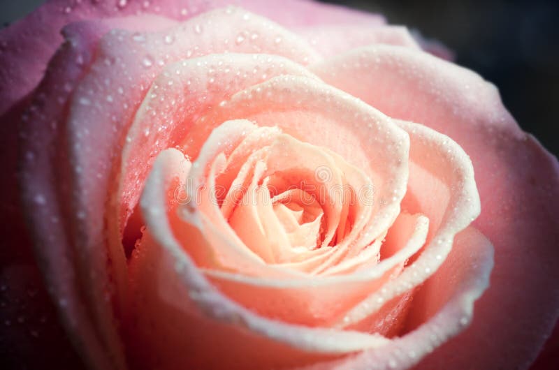 Background with pale pink rose stock images