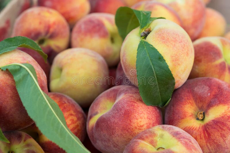 Background from peach fruit with a velvety skin.