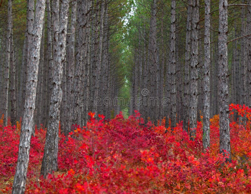 Background of pine forest