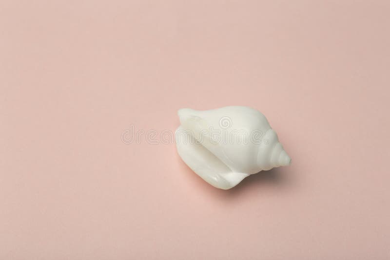 Ocean Shell Seashell Isolated on Colored Background. Shell Texture