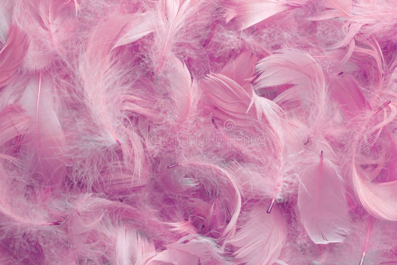 Background of Pink Feathers Stock Photo Image of texture, macro 62638048