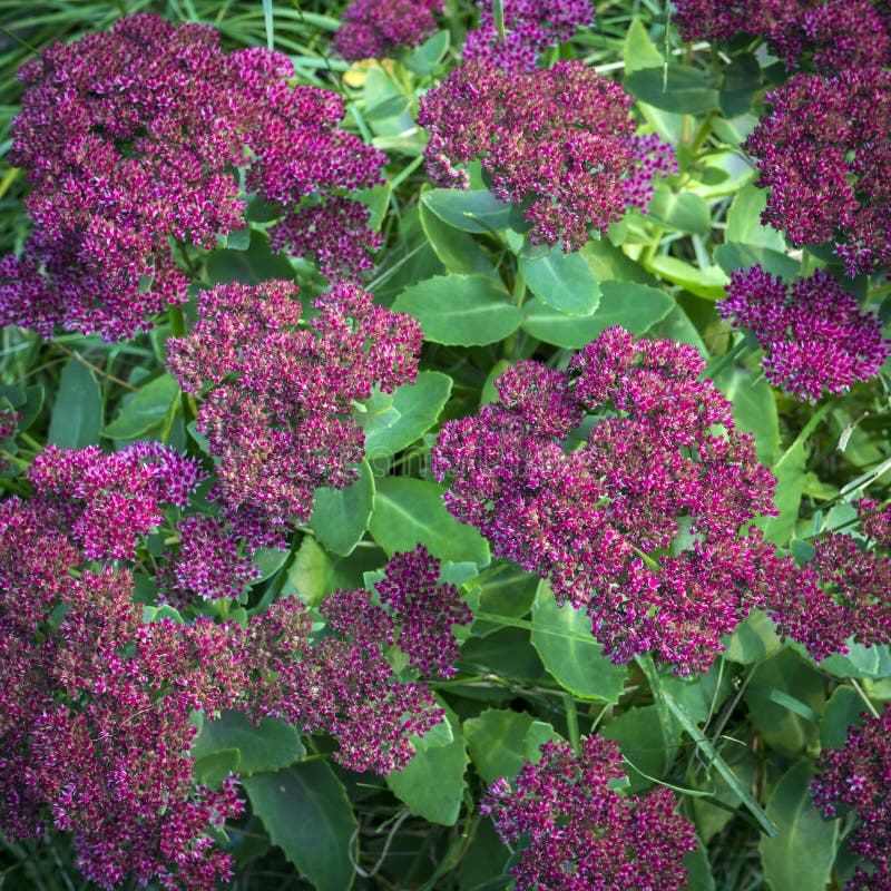 Background of Pink Flowers and Green Leaves Stock Photo - Image of