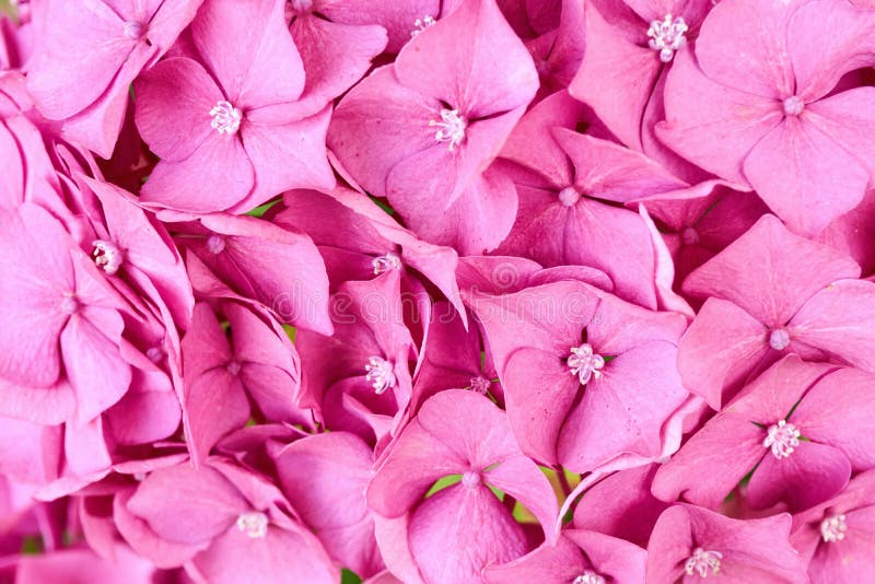 Background of pink flowers royalty free stock images Background of pink flowers royalty free stock images