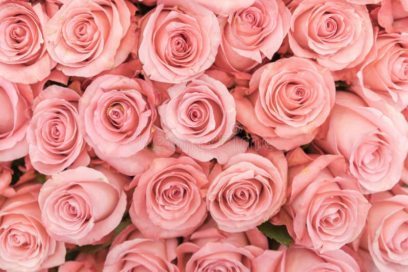 Background of Pink Orange and Peach Roses. Fresh Pink Roses. a ...