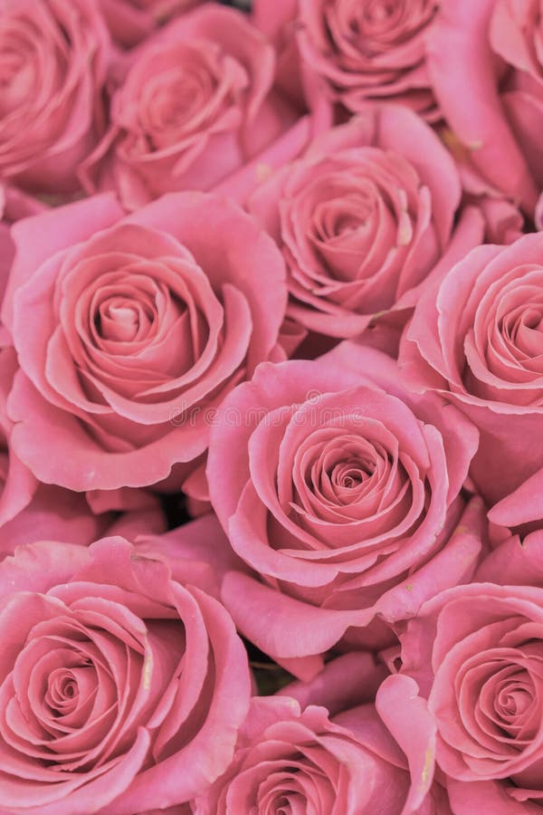 Background Of Pink And Peach Roses Fresh Pink Roses A Huge Bouquet Of Flowers The Best Gift For Women Vertical Photo Stock Photo Image Of Fresh Bloom 145378520