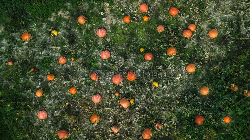 Background of pumpkins on the ground top view aerial photography from a drone