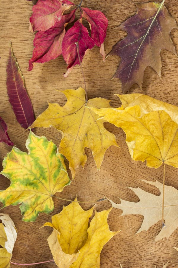 background-from-red-autumn-leaves-indian-summer-stock-image-image-of