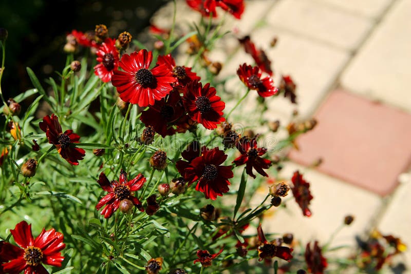 Background of Red Flowers in the Garden. Coreopsis Dyeing Natural