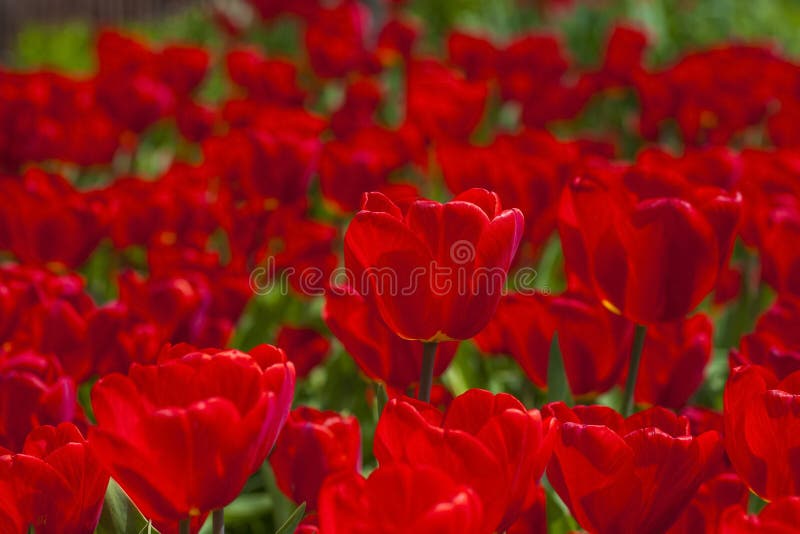 Background of red tulips. A beautiful tulip in a meadow. A flower bud in the spring in the sun. Flower bed. Tulip close-up. Red flower. Background for posters, banners, postcards and greetings