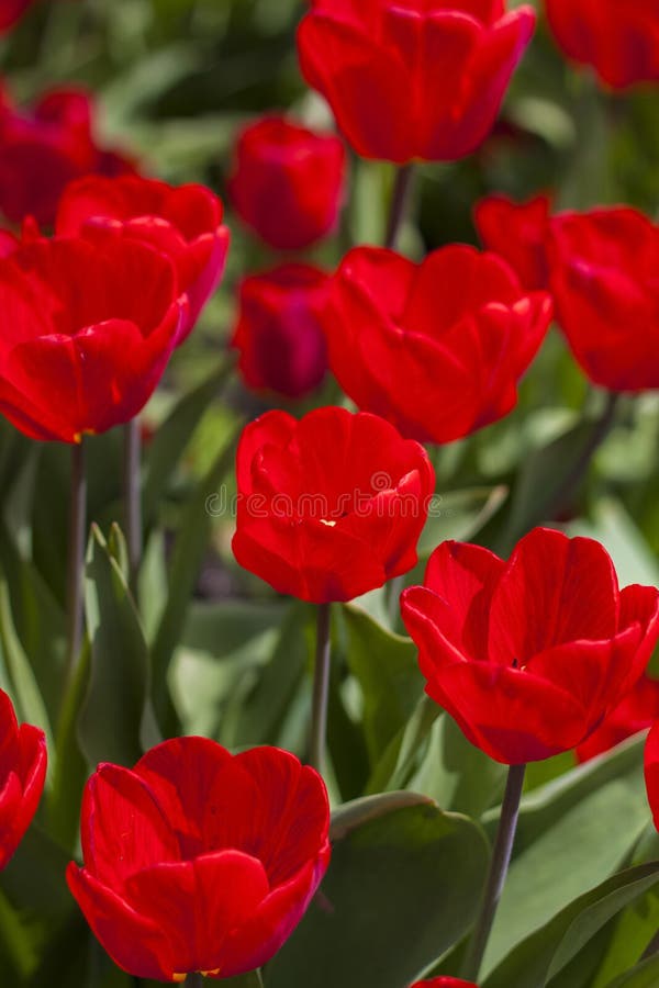 Background of red tulips. A beautiful tulip in a meadow. A flower bud in the spring in the sun. Flower bed. Tulip close-up. Red flower. Background for posters, banners, postcards and greetings