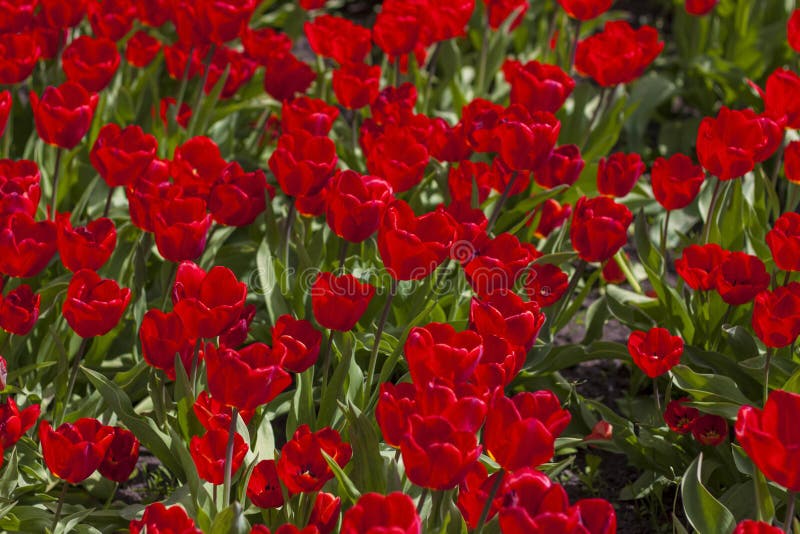 Background of red tulips. A beautiful tulip in a meadow. A flower bud in the spring in the sun. Flower bed. Tulip close-up. Red flower. Background for posters, banners, postcards and greetings