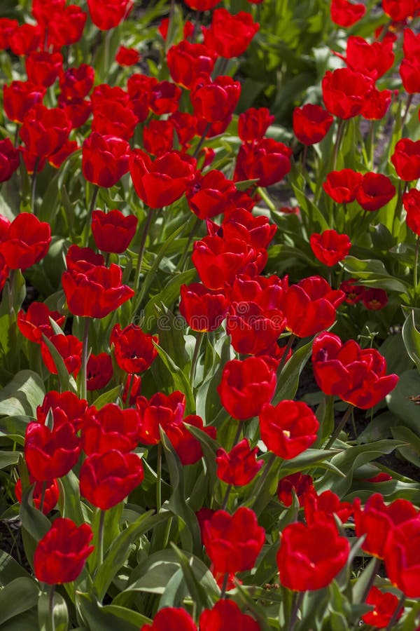 Background of red tulips. A beautiful tulip in a meadow. A flower bud in the spring in the sun. Flower bed. Tulip close-up. Red flower. Background for posters, banners, postcards and greetings