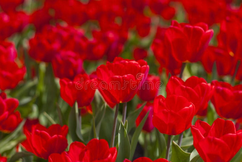 Background of red tulips. A beautiful tulip in a meadow. A flower bud in the spring in the sun. Flower bed. Tulip close-up. Red flower. Background for posters, banners, postcards and greetings