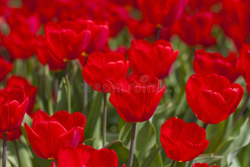 Background of red tulips. A beautiful tulip in a meadow. A flower bud in the spring in the sun. Flower bed. Tulip close-up. Red flower. Background for posters, banners, postcards and greetings