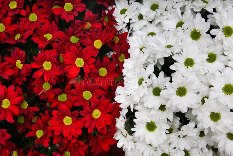 Background with Red and White Garden Flowers Stock Image Image of