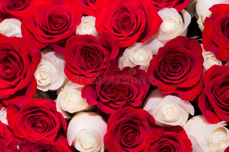 Background of Red and White Roses Stock Image Image of fresh