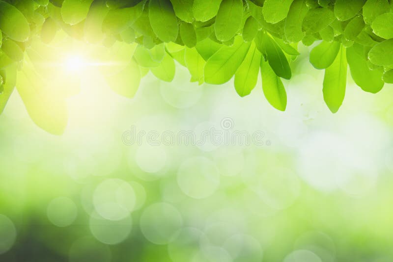 3,570,244 Green Leaves Stock Photos - Free & Royalty-Free Stock Photos from  Dreamstime