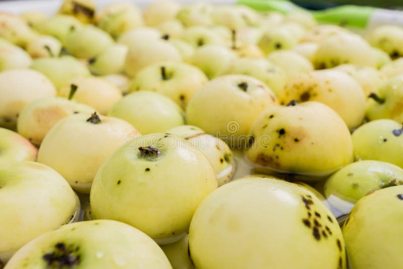 Background of ripe apples/ripe green apples as a background