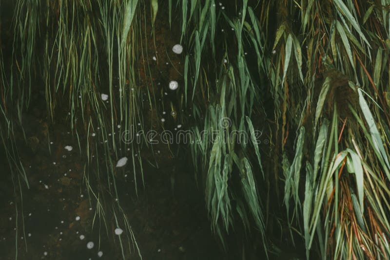 Background from river algae floating in water. Beautiful natural background stock image