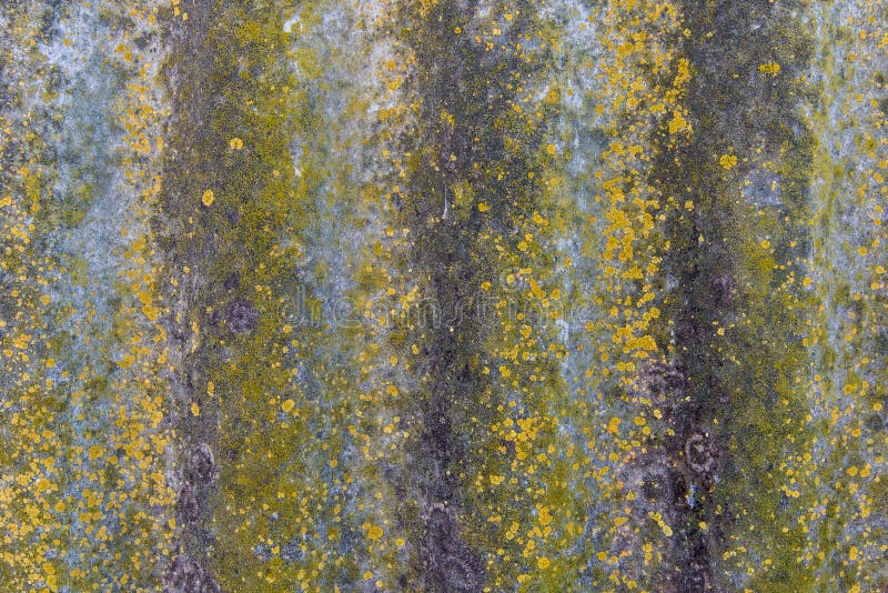 Background rock moss texture stock image Background rock moss texture stock image