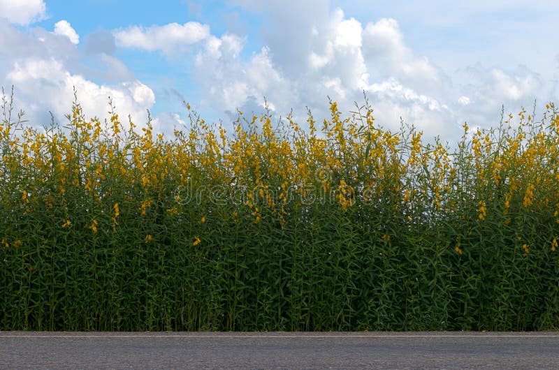 Row flower Crotalaria many roadside.