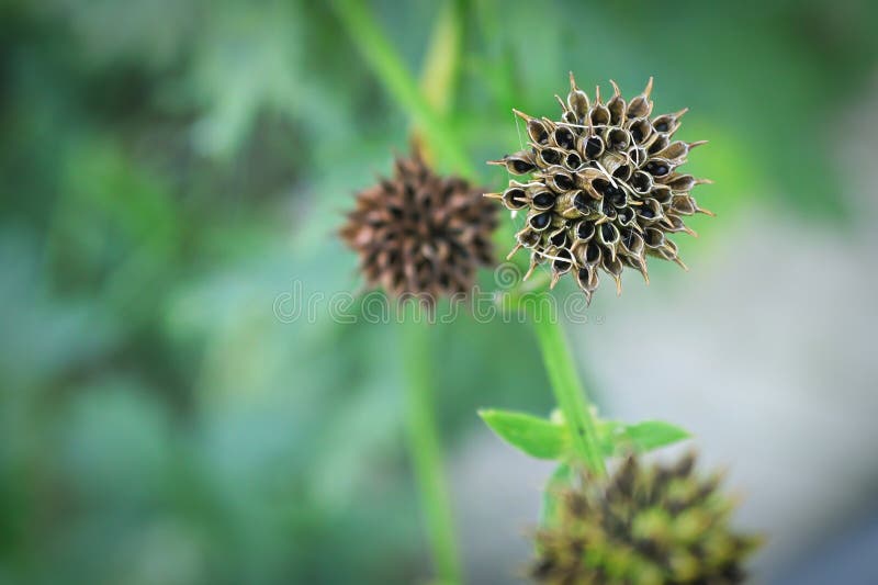 Background of the Seed Pod on a Globe Flower Stock Image Image of globeflower, alberta 226996595